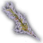 Mugwort Unfaded.png