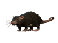 Giant Rat Model.png