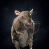 Portrait Eternal Rat.png