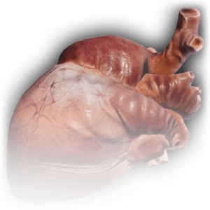 Heart image