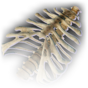 Ribcage image