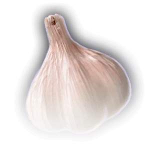 Garlic image