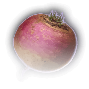 Turnip image