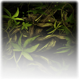 Twisting Vines image