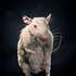 Portrait Rat (albino).png