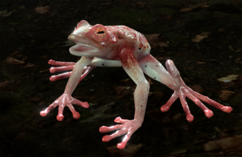 Addled Frog.png