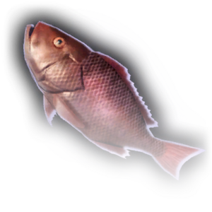 Fish image