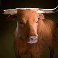 Strange Ox Shapeshifter