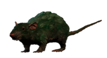 Necrotic Rat Model.png