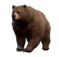 Ursa Model.png