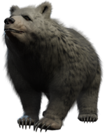 Bear Model.png