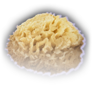 Sponge image