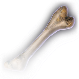 Rothé Femur image