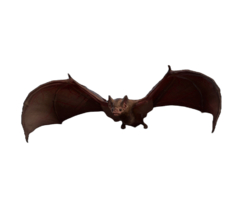 Bat.png