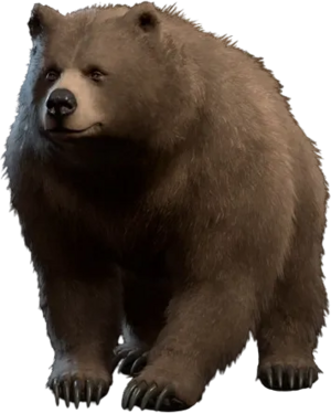 Bear wildshape model.