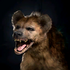 Portrait Hyena.png