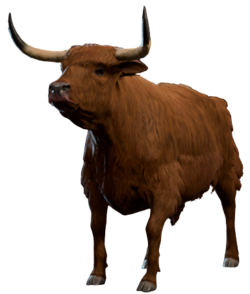 Ox Model.png