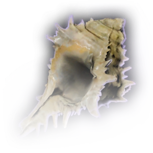 Conch Shell image