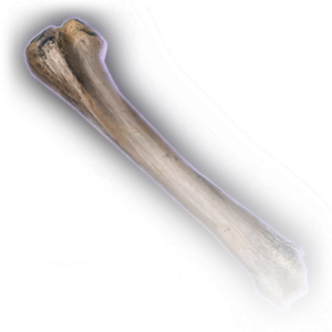 Rothé Femur Faded.webp