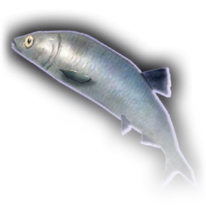 Fish image